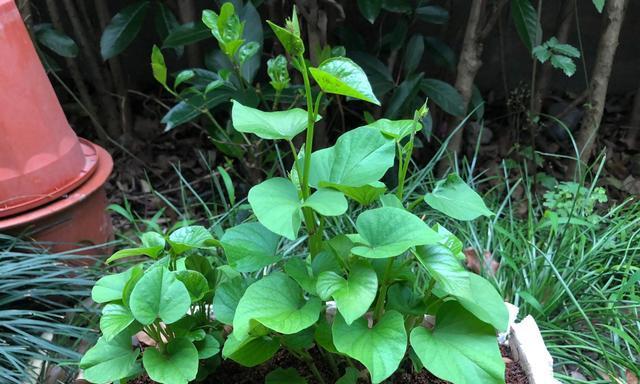 红薯是一种多年生植物（探究红薯的生长特点与繁殖方式）