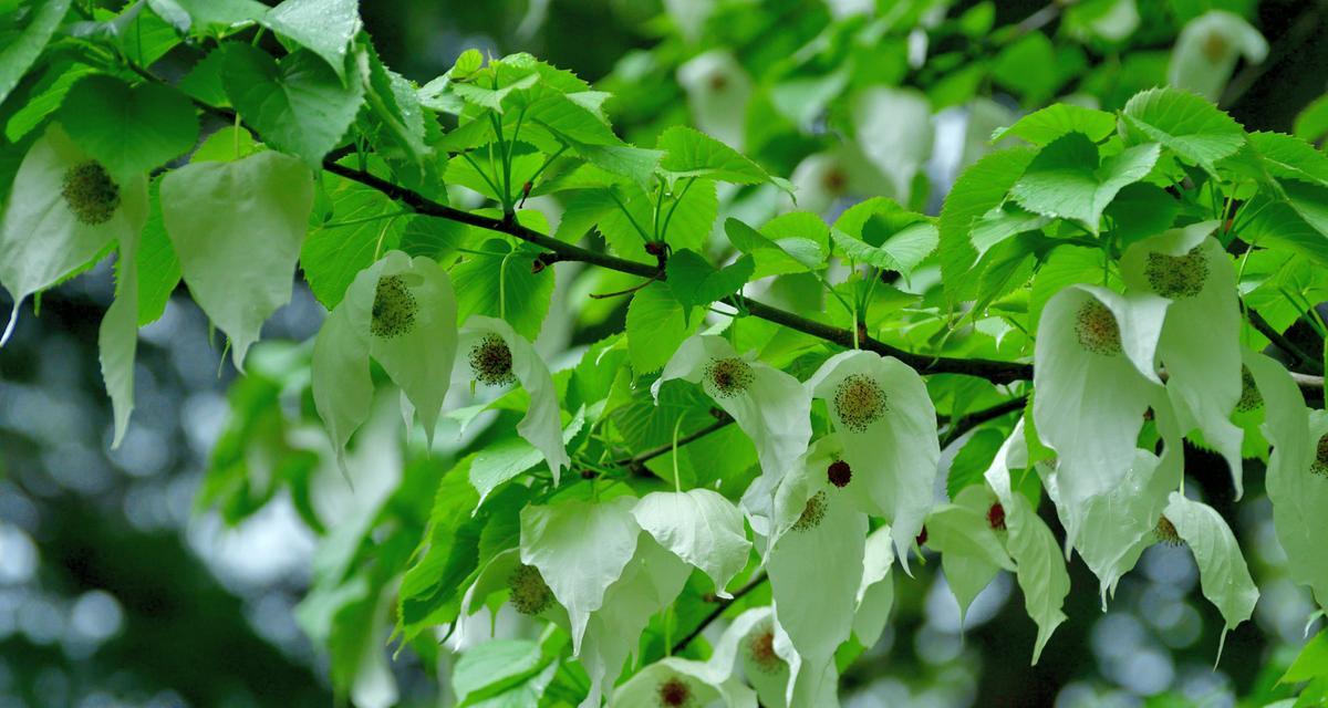 鸽子树——南方珍稀植物（探秘鸽子树的生长习性及生态价值）