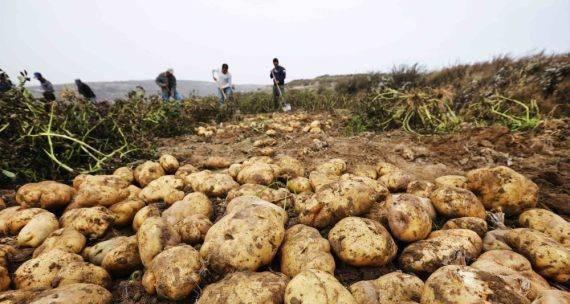 春土豆收获丰收季节（在什么时间收获春土豆，如何获得更丰厚的收成）