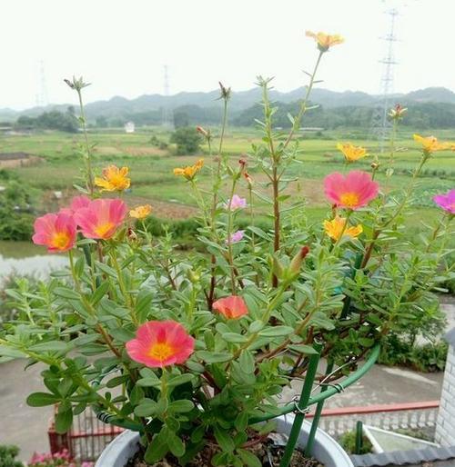 太阳花水培的全面指南（从选苗到施肥，让你轻松掌握太阳花水培技巧）