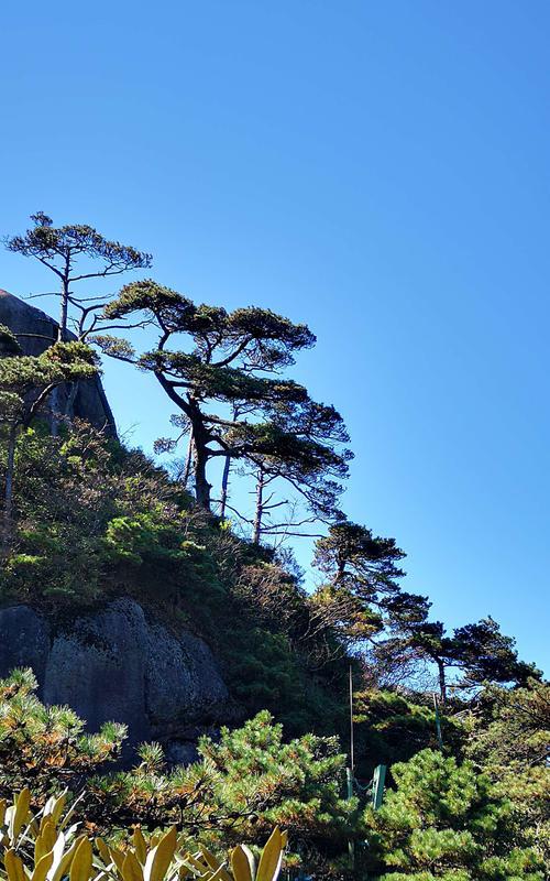 青松——一种常见的针叶树（了解青松的生长环境、特征和用途）