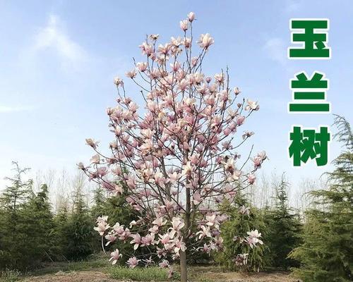 在院子里种玉兰花，让家园更美丽（玉兰花的种植方法和注意事项）