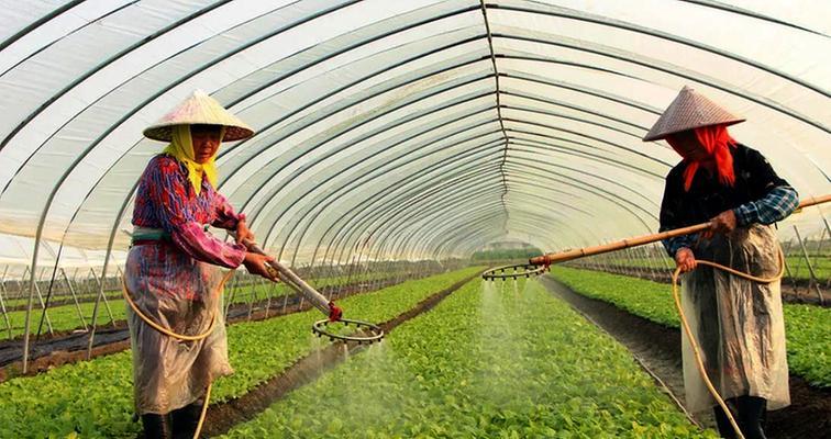 柑橘种植的忌氯问题（探讨柑橘生长环境对氯的敏感性及影响因素）