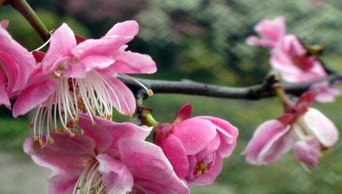 梅花的花期时间及特点（探究梅花开花时间的因素与表现）