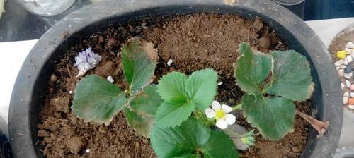 如何正确换土草莓（草莓种植的必要步骤及方法）