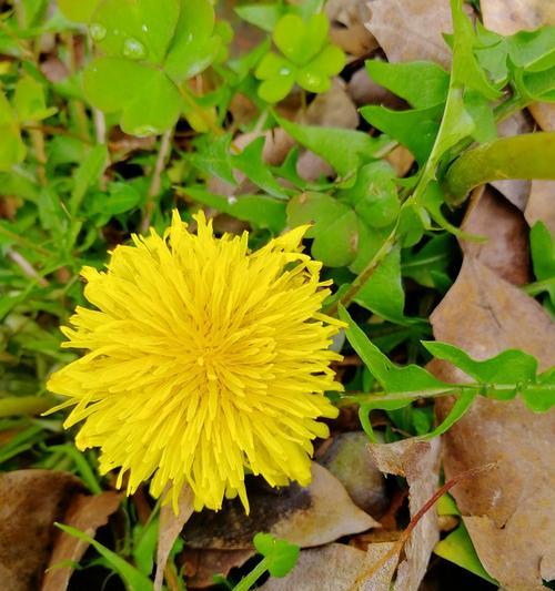 蒲公英开花时间及特点（春天里的黄色小太阳，蒲公英为何那么特别？）