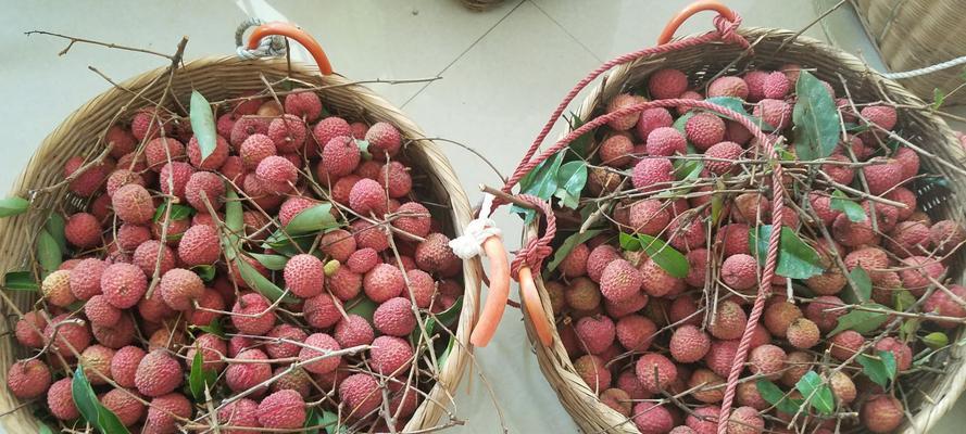 荔枝采摘时间和收获季节（掌握采摘时间，享受美味荔枝；四季荔枝，品味不同风味）