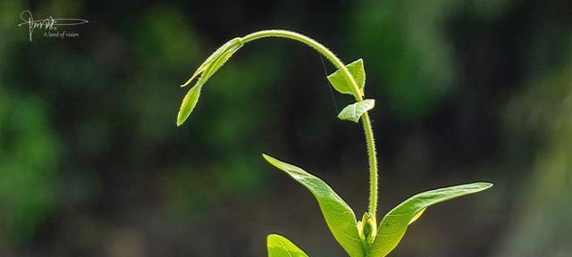 春天生长的植物——赏春之美（探秘春日里的美丽花卉和常见春季蔬菜）