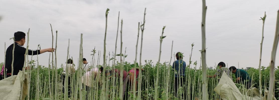 艾草种植须知（掌握正确时间，收获最佳效益）