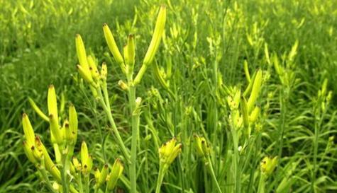 打造繁茂的黄花菜园，学会分株的正确方法（打造繁茂的黄花菜园，学会分株的正确方法）