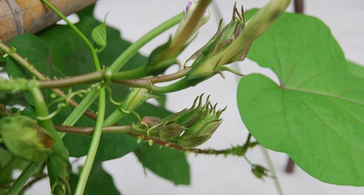 金丝指葫芦种子的营养与吃法（健康美味，种籽可食用）