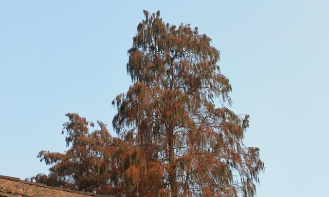 水杉树的落叶特征（水杉树是落叶植物吗？水杉树的落叶周期及落叶颜色等特征）