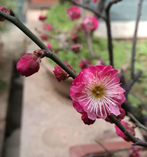 种梅花在院子里，让春天永驻（打造花园小天地，享受梅花香气）