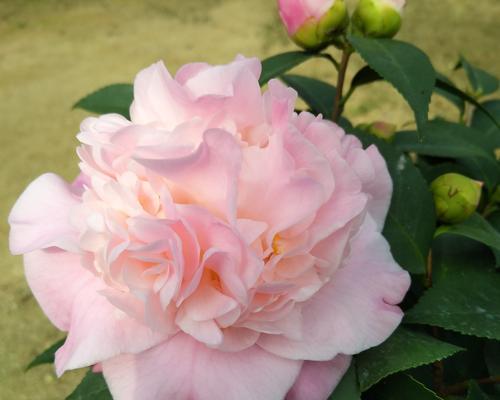 茶花香妃开花频率（探究茶花香妃每年开花的秘密）