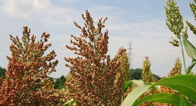 高梁——禾本科草本植物