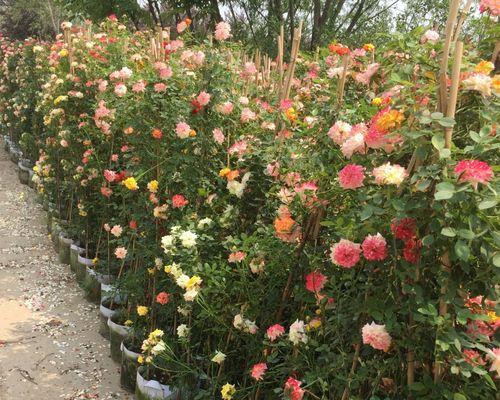 爬藤月季的花期（探秘爬藤月季花期、繁花似锦的爬藤月季、走进爬藤月季盛开的世界）