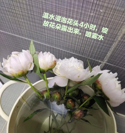 芍药怎么浇水（芍药浇水的时间和方法详解）