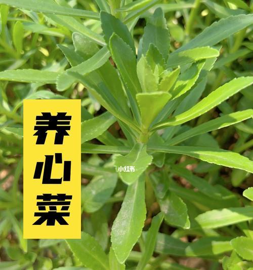 救心菜，一种营养丰富的蔬菜（探索救心菜的特点及其营养价值）