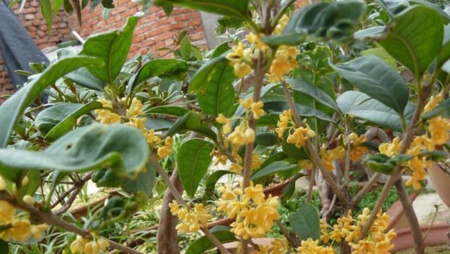 探究影响桂花开花温度的因素（从温度、光照和湿度三方面分析桂花开花温度）