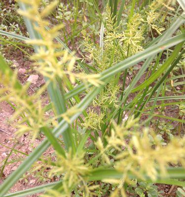 探秘复原草，神奇的植物之谜（复原草的起源、特性、功效及应用）