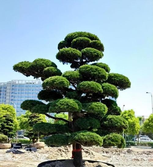 厂门口的植物选择与布置（打造企业绿色形象，营造舒适宜人的工作环境）