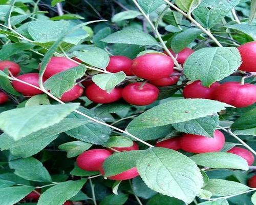 钙果开花结果——神奇的多年生水果（探秘钙果的开花、结果与繁殖）