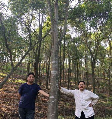 沉香树种植条件及气候要求（了解沉香树的种植环境和栽培技巧，让你顺利种植沉香树）