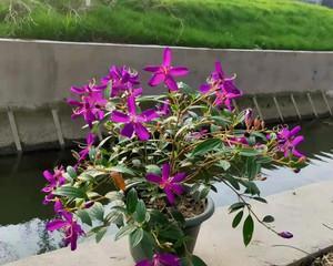 喜阴花卉盘点（从植物特征到生长环境，了解这些品种）