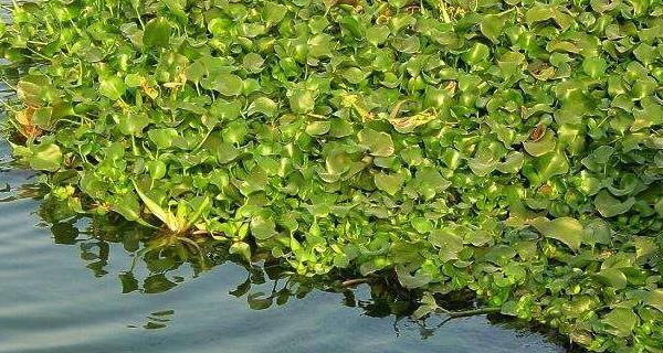 水葫芦是一种浮水植物（了解水葫芦的分类及特点）