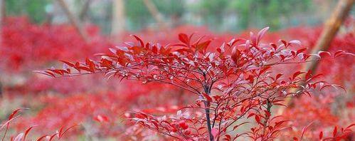 南天竹——神奇的高山植物（探秘南天竹的生态环境、生长习性及药用价值）