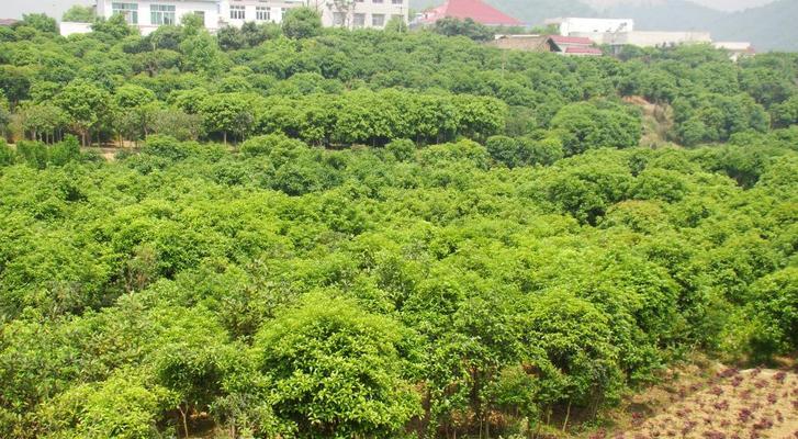 适宜种植桂花树的环境条件及注意事项（打造香气四溢的花园，让桂花树为你带来无限惊喜）