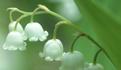 风铃草的养殖方法及养护要点（轻松入门，成为室内植物爱好者的首选）