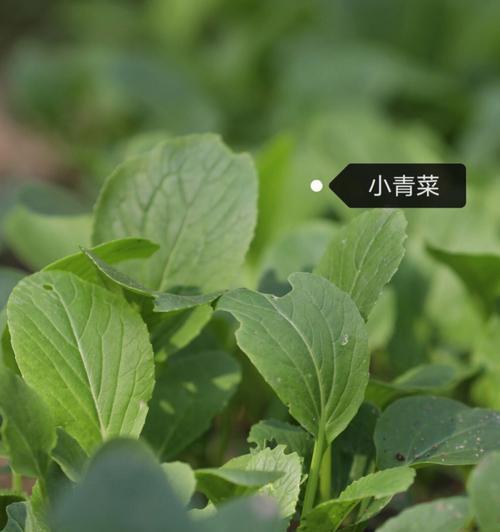 青菜种植月份与方法（选择适合的月份，让青菜更健康成长）