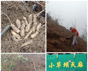 天麻的生长环境和种植适宜地点（了解天麻种植的重要性，掌握其生长特点和适宜地点）