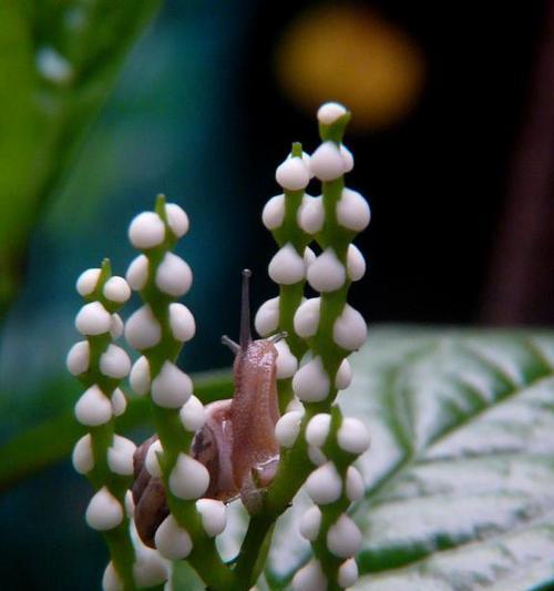 肾蕨——木本或草本植物？（探究肾蕨的植物属性及分类）