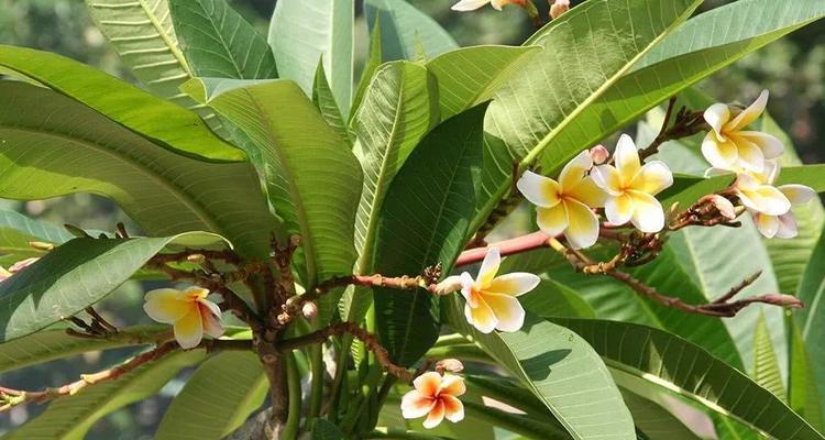 探秘鸡蛋花的奥秘（了解鸡蛋花的种类、生长环境和栽培方法）