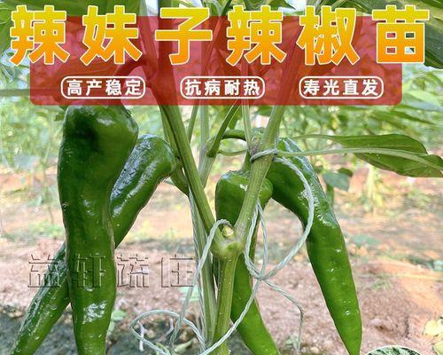 尖椒种植全攻略（种植时间、方法、注意事项一网打尽！）