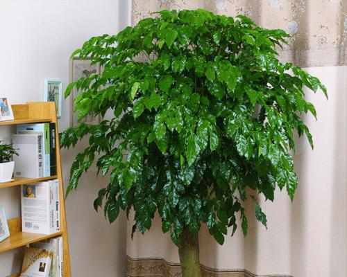 家里养多肉，招财进宝（多肉植物在风水学中的重要性与应用）