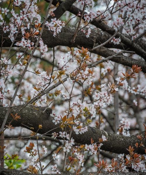 红叶李开花详解（观赏性与经济价值并存的美丽花卉）