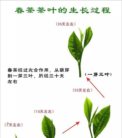 秋茶的采摘时机（秋茶产地、茶树品种及采摘注意事项）