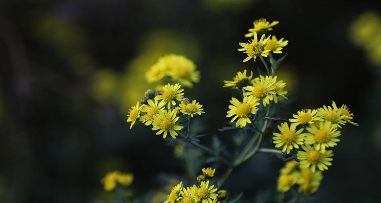 秋天，菊花如约而至（不负韶华，不离不弃，只待你来）