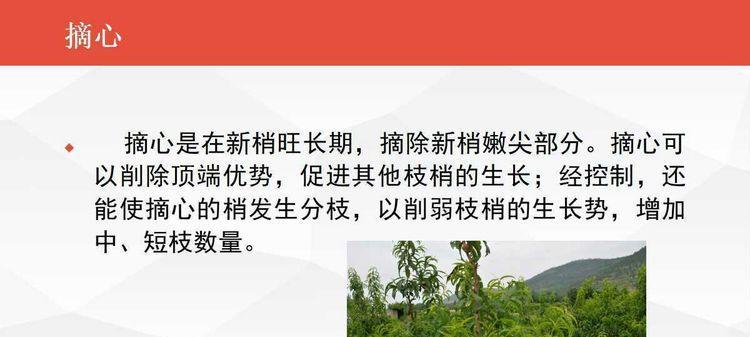 核桃树摘心打顶的时间和方法（掌握正确的操作方法，提高核桃产量）