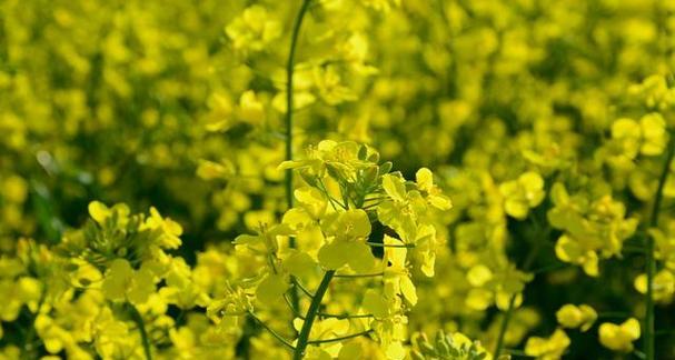 如何选择适合种植油菜的月份（油菜种植时间、气候环境、肥料管理详解）