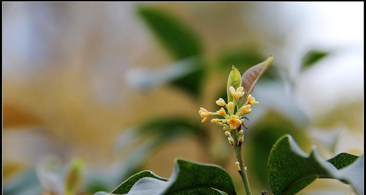 四季桂花是否冬天开花？（探究四季桂花的开花规律与特点。）