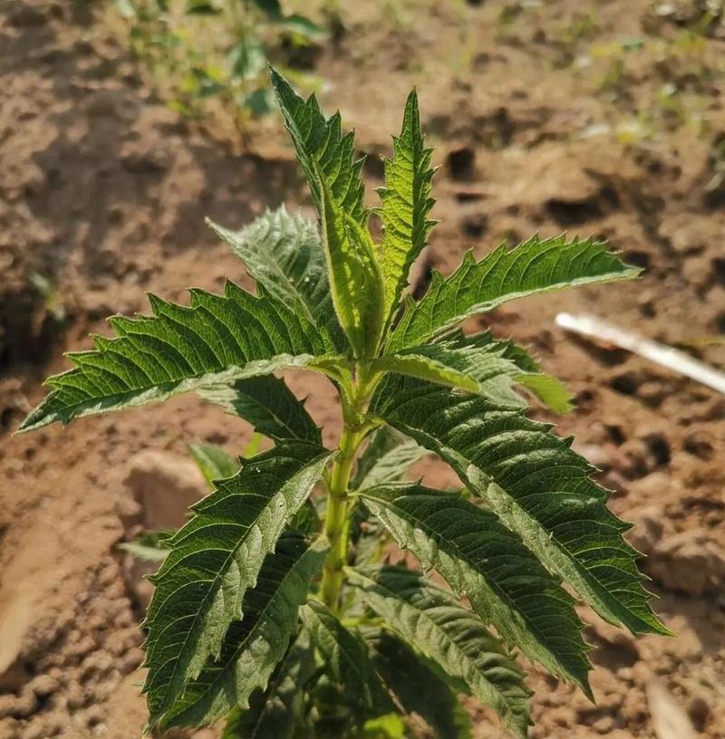 地瓜的植物类型及生长特点（一探地瓜的植物学奥秘）