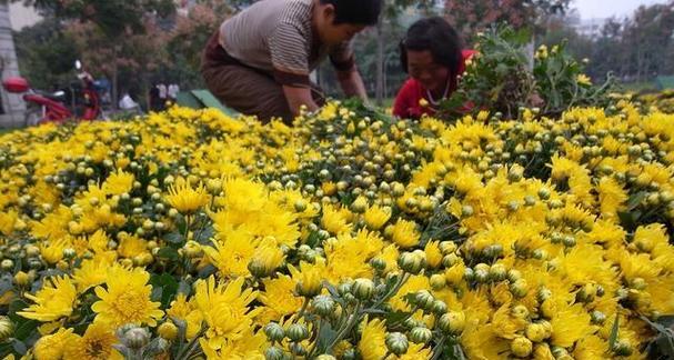 探究菊花的花期（观赏时机、品种区别、栽培技巧等方面的介绍）