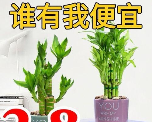 观音竹的种植技巧（观音竹可以种在土里吗？种植方法详解）