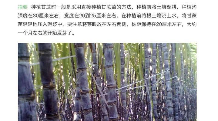 甘蔗成熟时间：一步步教你如何判断甘蔗是否成熟