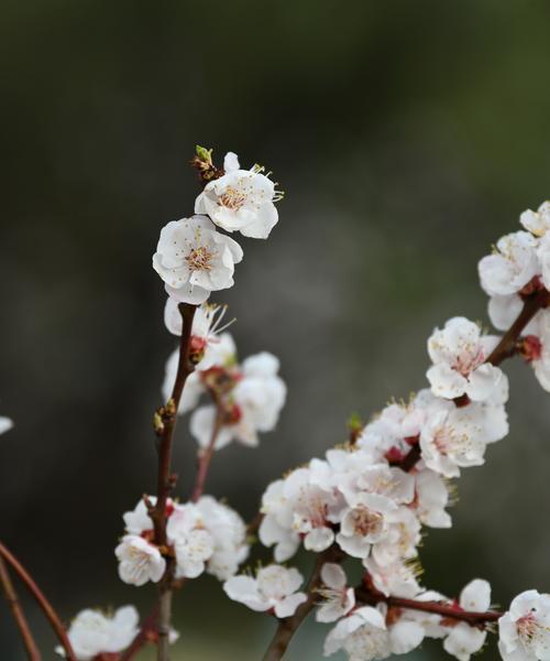 杏花颜色的多样性（白、粉、红、黄，杏花色彩缤纷）