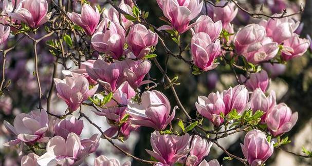 徐州市的市花——金银花（探究金银花在徐州的历史渊源及文化象征）